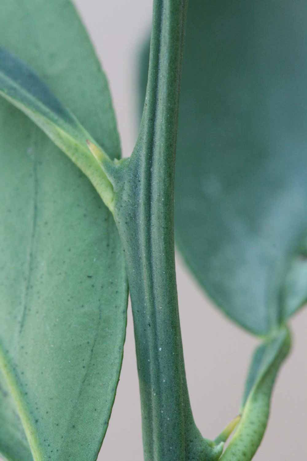              First year twig (Riverside, CA)       